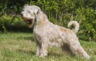 Soft coated wheaten teriér