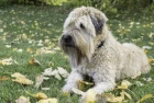 Soft coated wheaten teriér