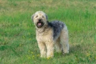 Soft coated wheaten teriér