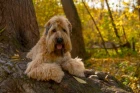 Soft coated wheaten teriér