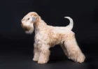 Soft coated wheaten teriér