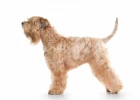 Soft coated wheaten teriér