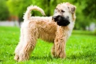 Soft coated wheaten teriér