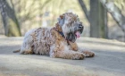 Soft coated wheaten teriér