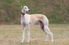 Španělský galgo