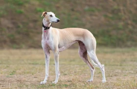 Španělský galgo