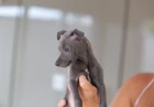 Španělský galgo