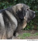 Španělský mastin