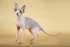 Kanadský sphynx