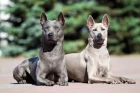 Thajský ridgeback