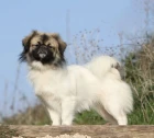 Tibetský španěl