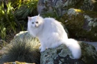 Turecká angora