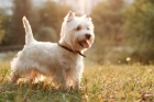 West highland white teriér