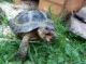 Reptiland