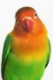 prcek007