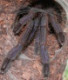 jstambera