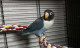 ZonParrots