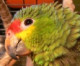 mameamazonana