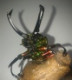 chudoba.josef