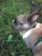 Sydneybunnyhorse