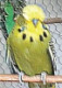 exhibition_budgeriga