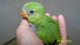 cockato
