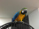 Froli-1