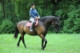 Ludmihorses