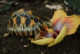 radiata