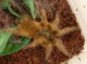 pterinochilus