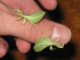 Chameleon mattys