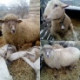 Pecovatelka :-)