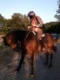 verisek.horse