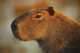 kapybara