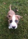AmStaff1