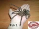 avicularia.azmodan