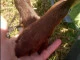 kelpie lover