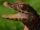 Black.Adder
