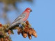 carduelis