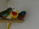 lovebird