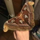 saturniidaemoths