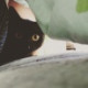 Maivi