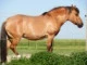 jaruska
