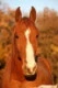 Aristoz