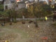 GORAL