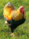 egi
