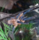 Vratis