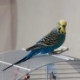 Sloanus