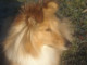 sheltie1