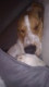 mylifewithbeagle